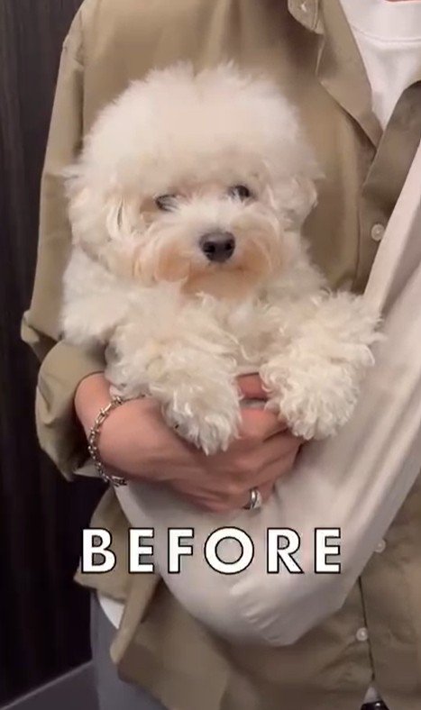 ジジくんのビフォーアフター2