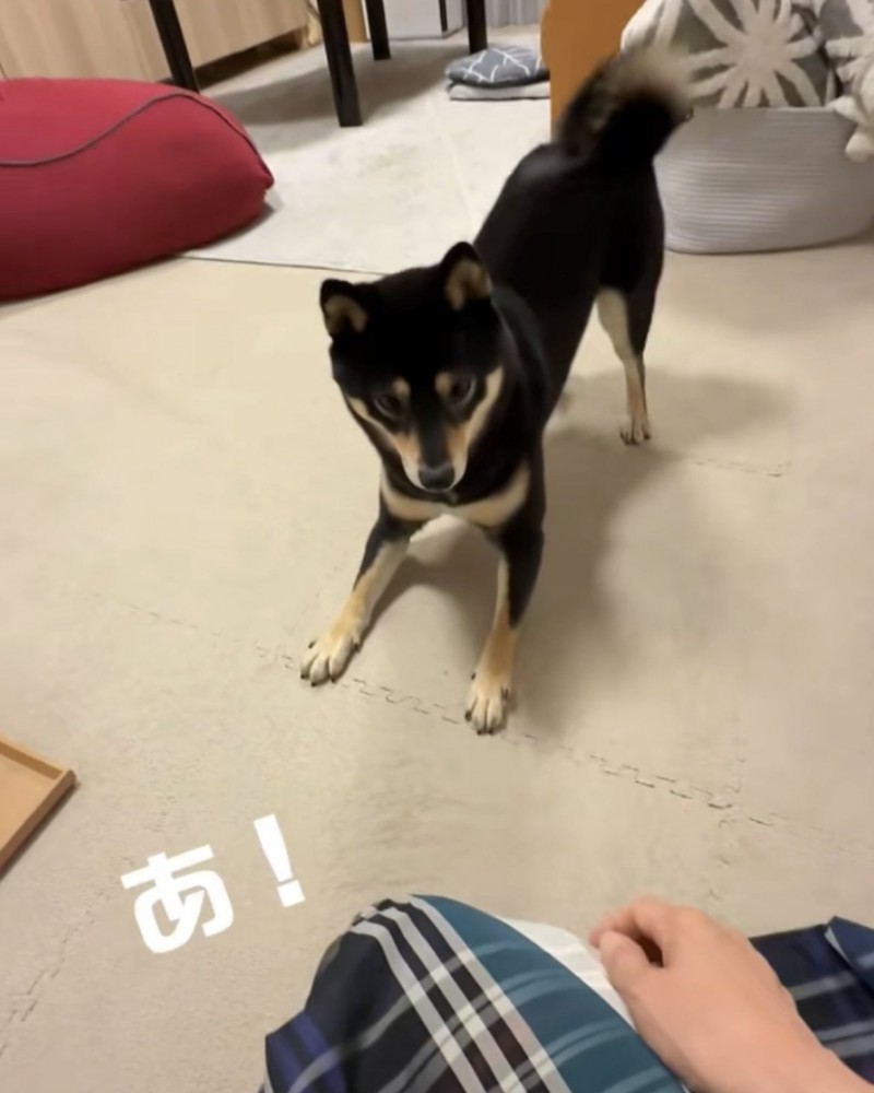 何かに気づく犬2