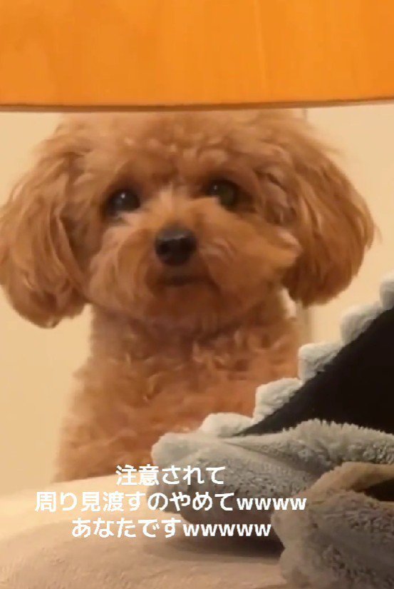 「わたしは知らない…」