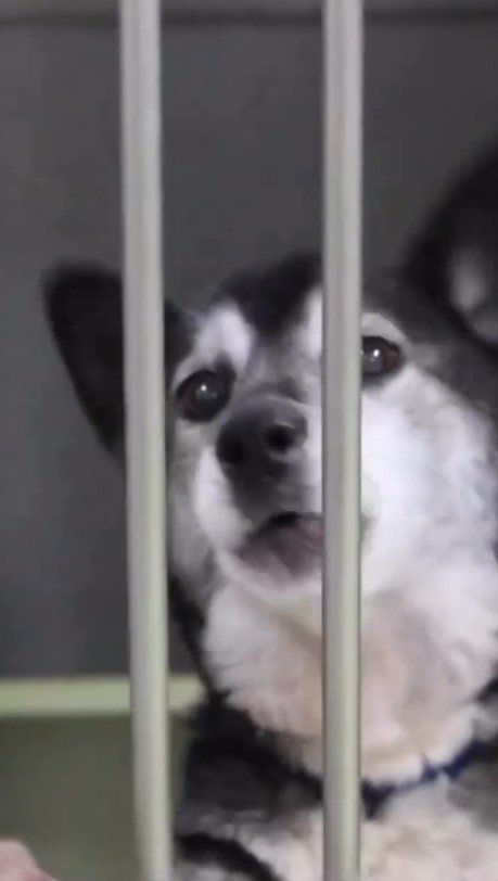 檻の向こうからカメラを見つめる犬