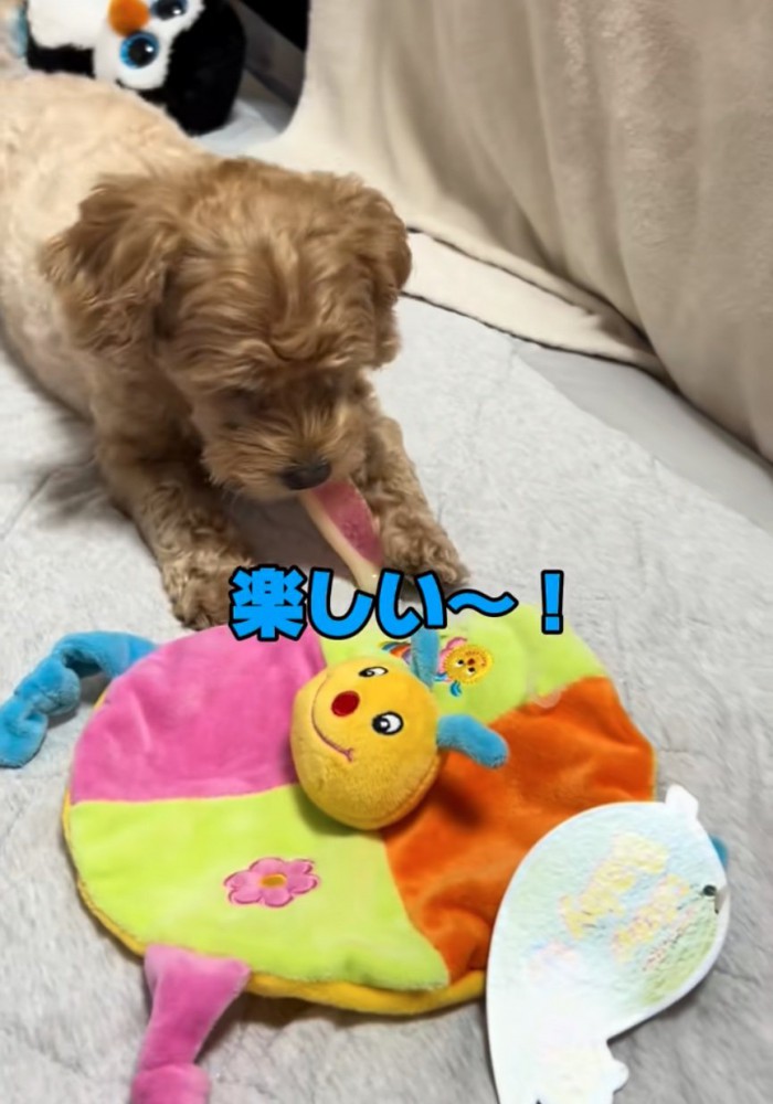 おもちゃで遊ぶ犬
