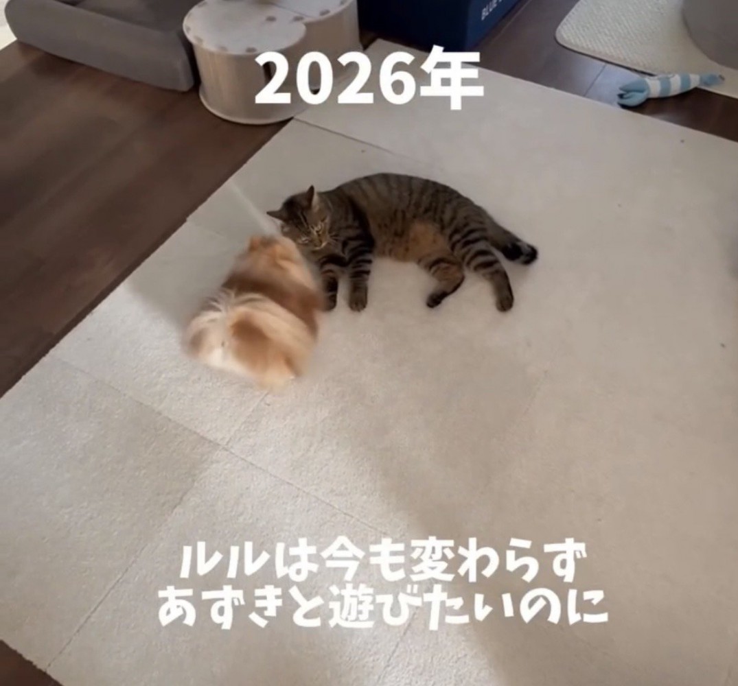 横になる猫へ近づく犬