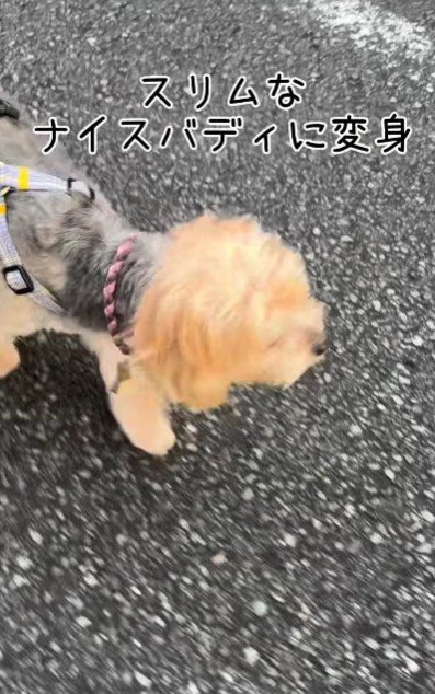 お散歩が大好きになった♪