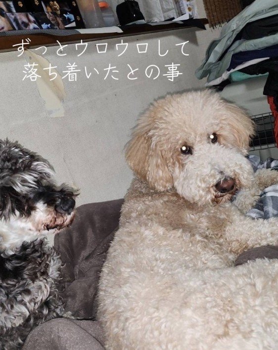 「ママどこいったんだろ…」