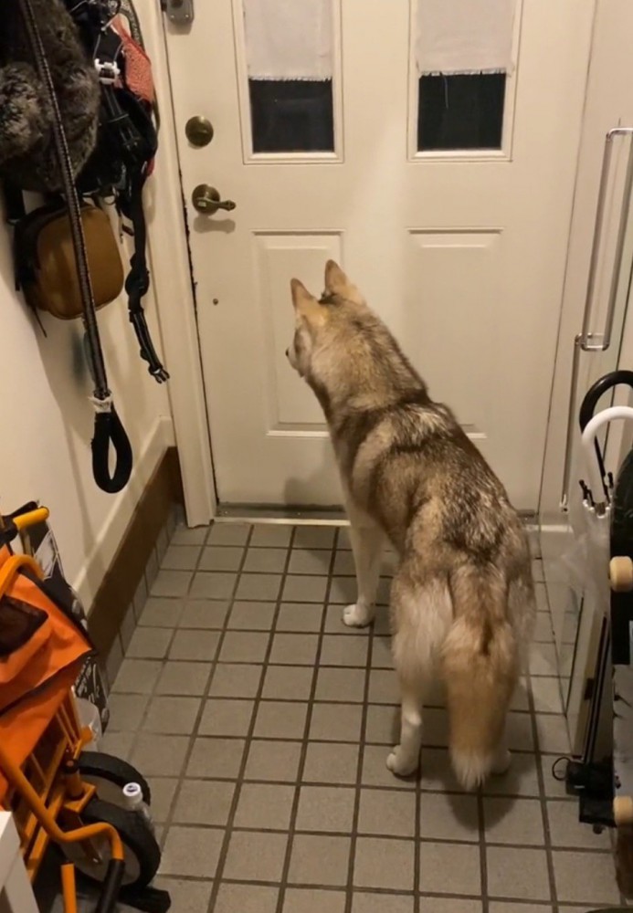 玄関ドアを見つめる犬