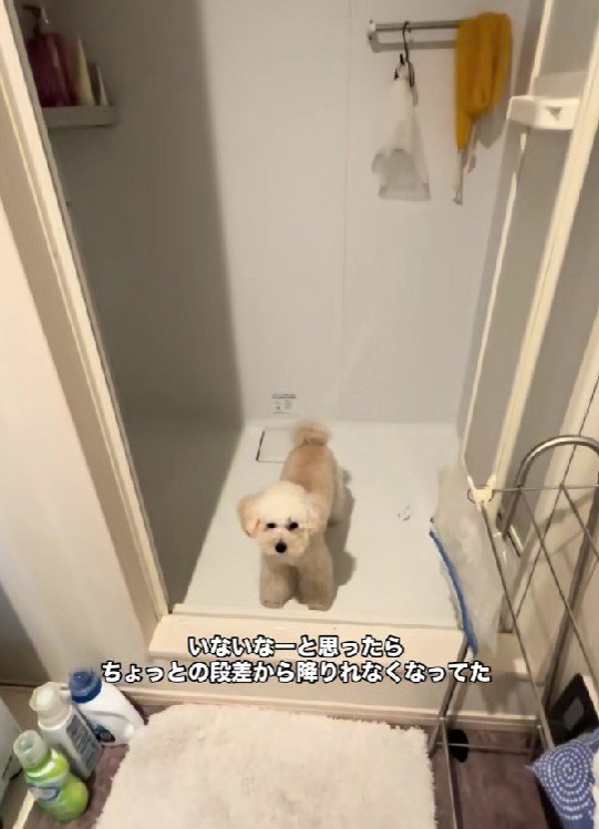 段差を降りられなくなっていた