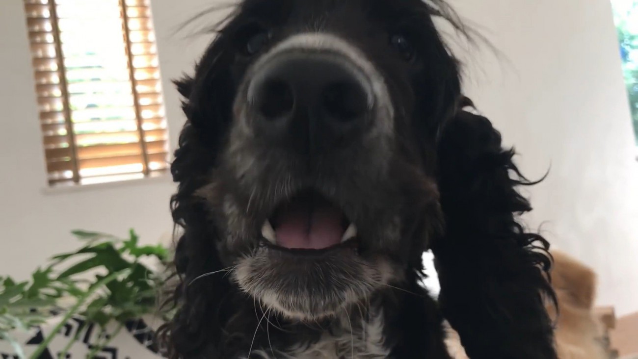 サイレンが鳴った時のルークくん⑩