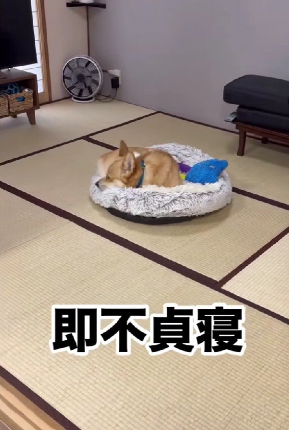 すぐにふて寝しちゃった