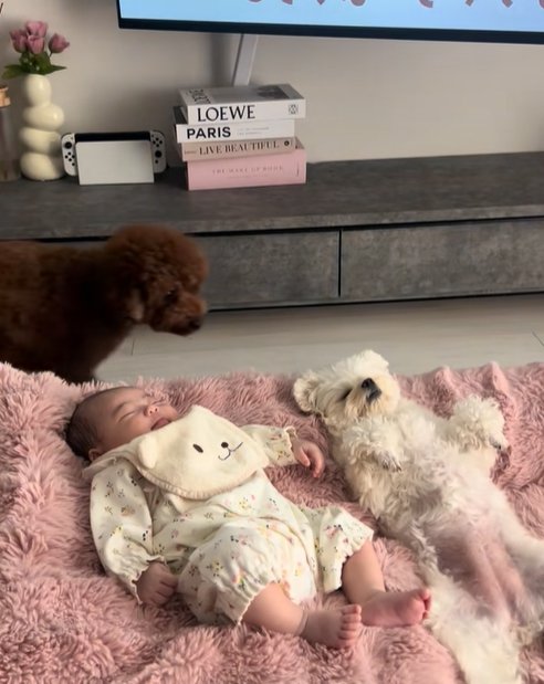 眠る赤ちゃんと小型犬兄妹