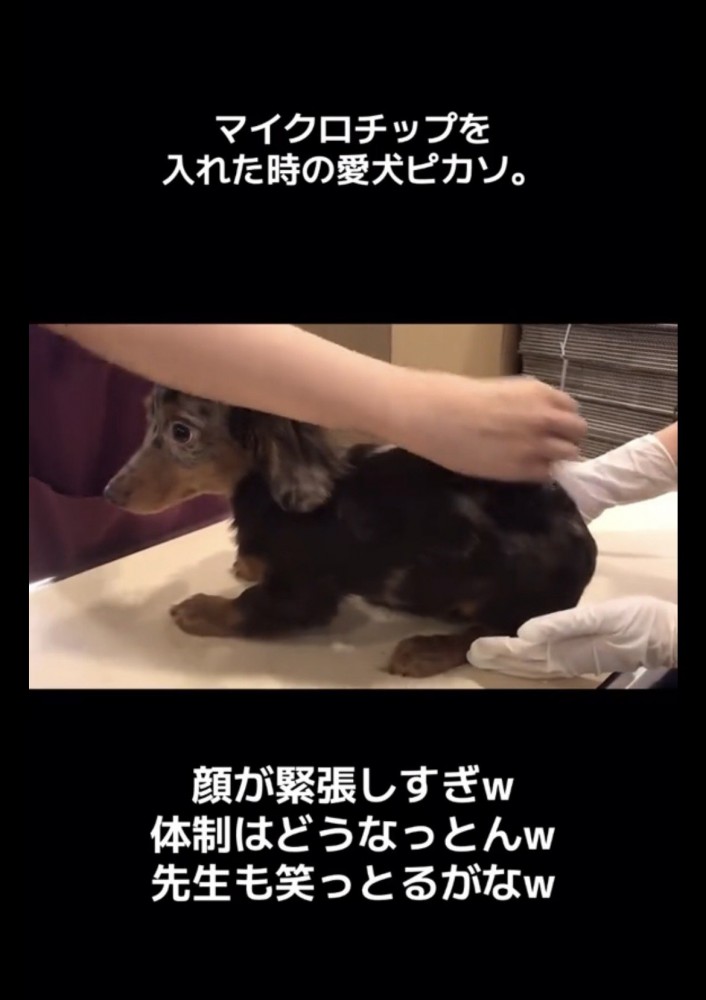 診察台の上で固まる犬