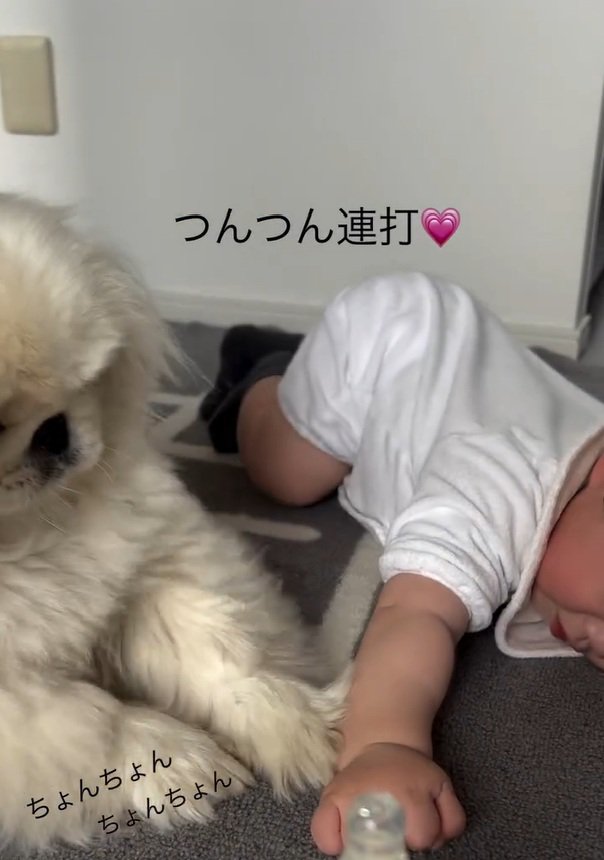 連打するしっぽちゃん