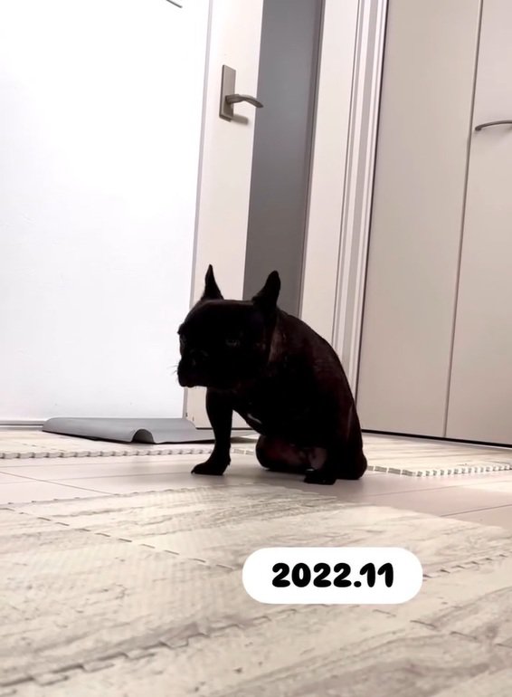 うまく歩けないあずきちゃん