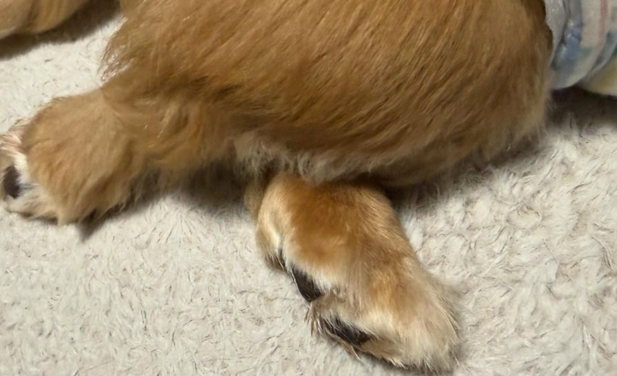 クロスする後ろ足