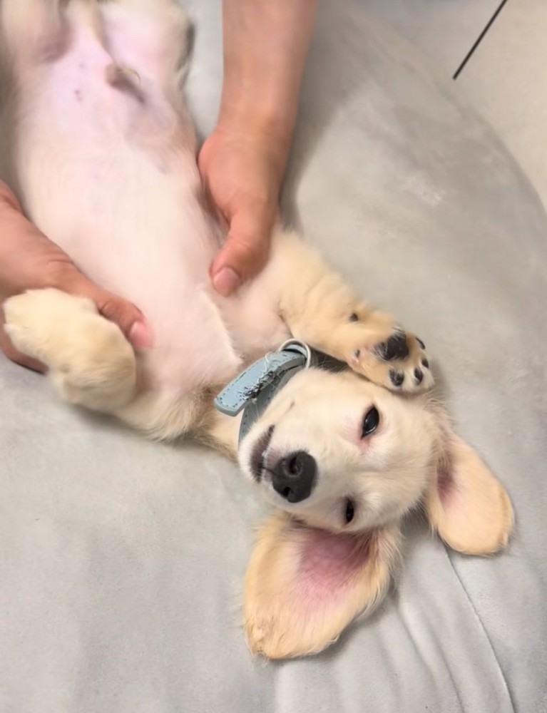 マッサージされ子犬