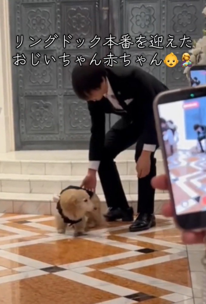 アタフタする犬3