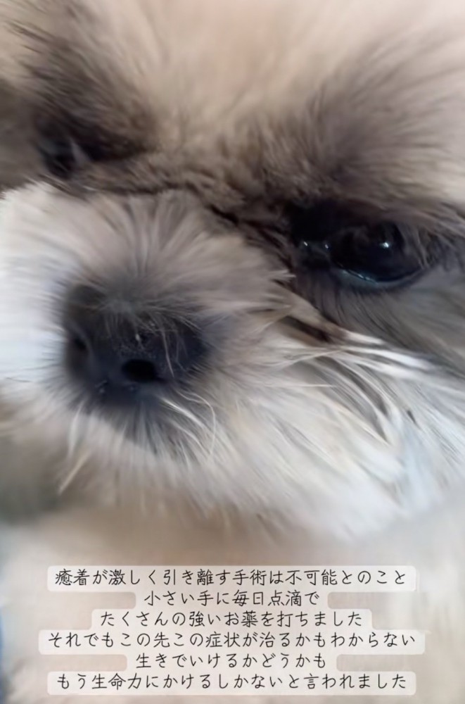 投薬、頑張りました