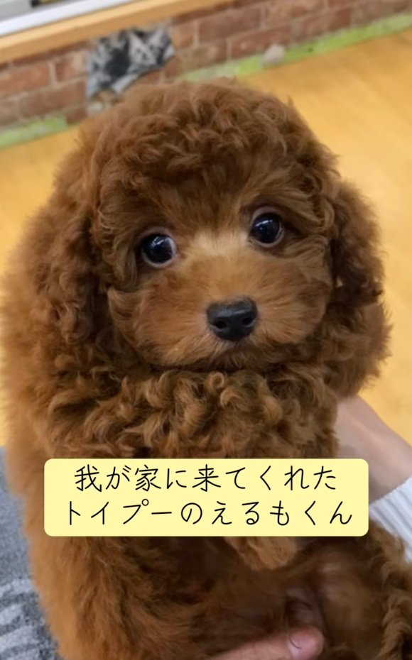 子犬のえるもくん1