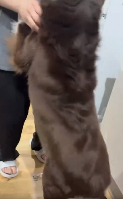 ママに飛びつくテールちゃん