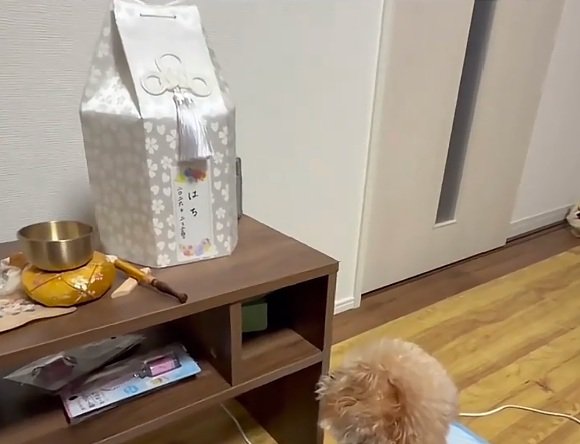 盆棚を見つめるぷく君1