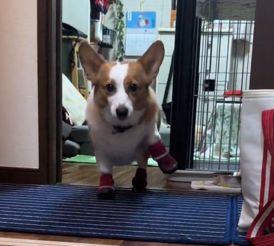足を高く上げてカメラの方へ近づいてくる犬