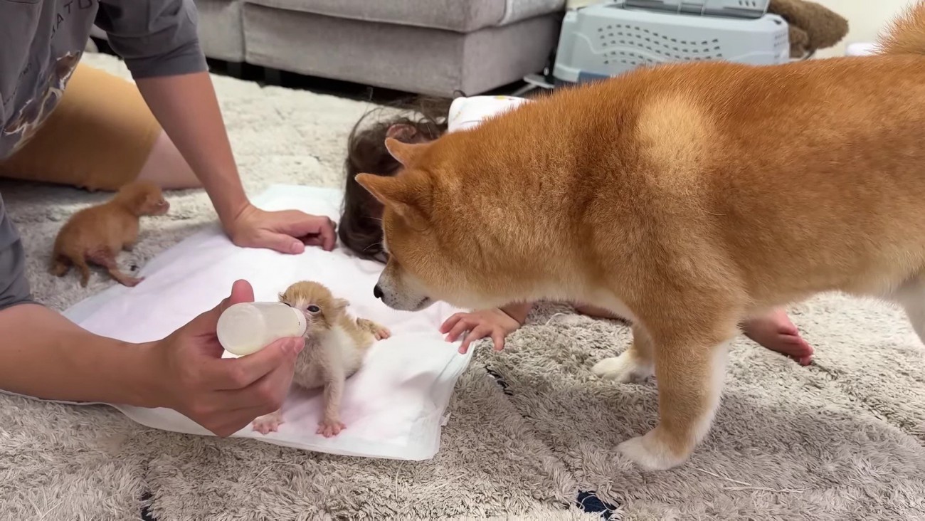 子猫たちに夢中♡