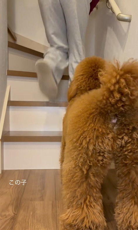 階段の前で立ち止まるボンドくん