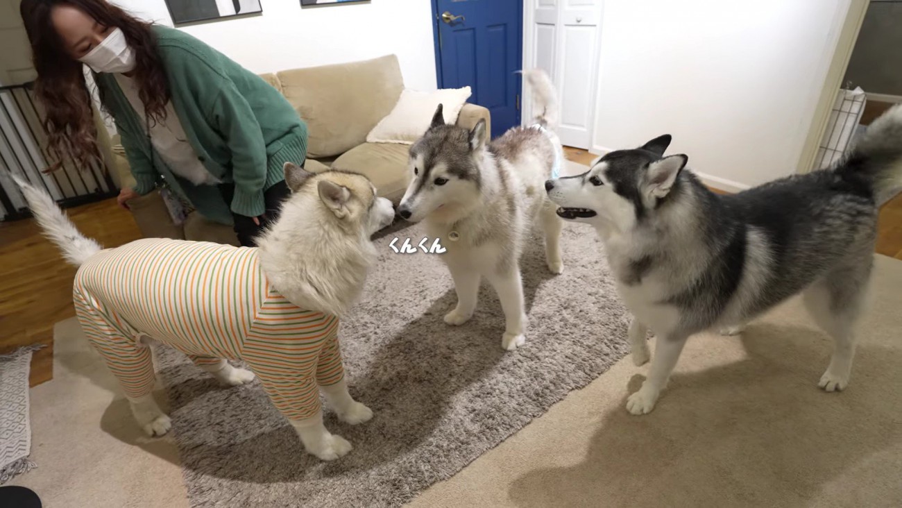 「お友達のバディくんだ！！」