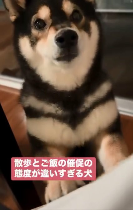 黒柴犬のももちゃん