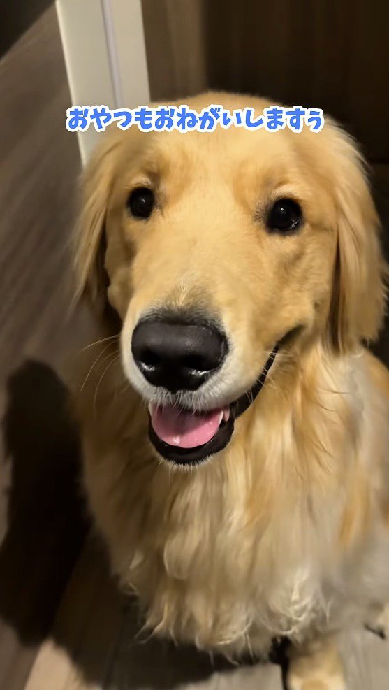 笑顔でカメラを見つめる犬