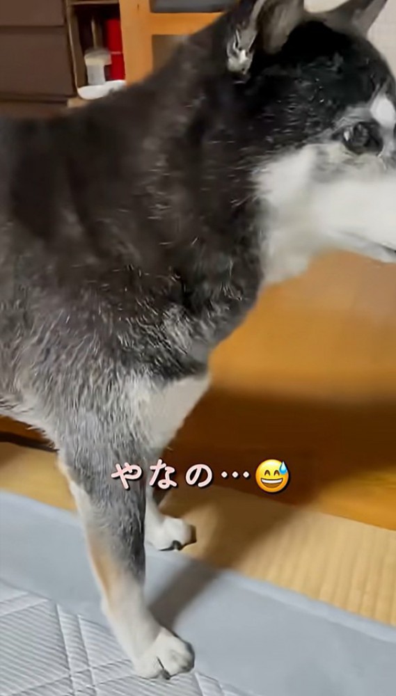 立ち去るこうめちゃん