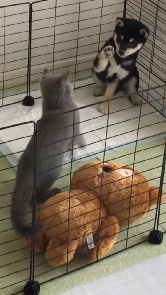 前足を伸ばして犬パンチを披露する犬