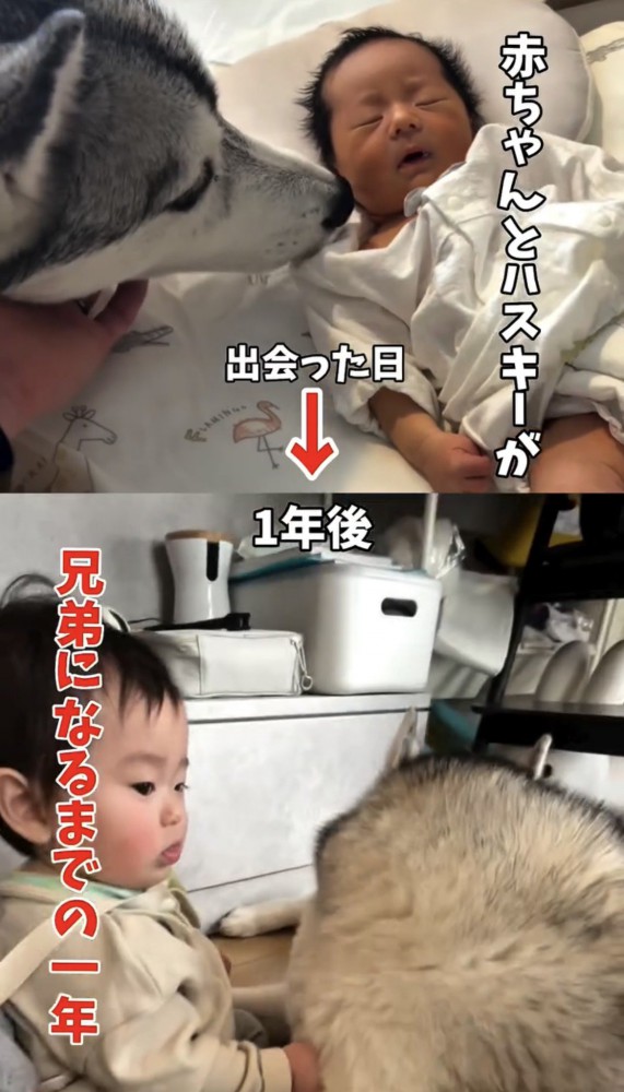 赤ちゃんに顔を寄せる犬と成長後に寄り添う2人