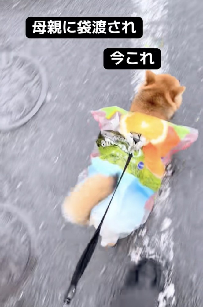 カラフルな装いに