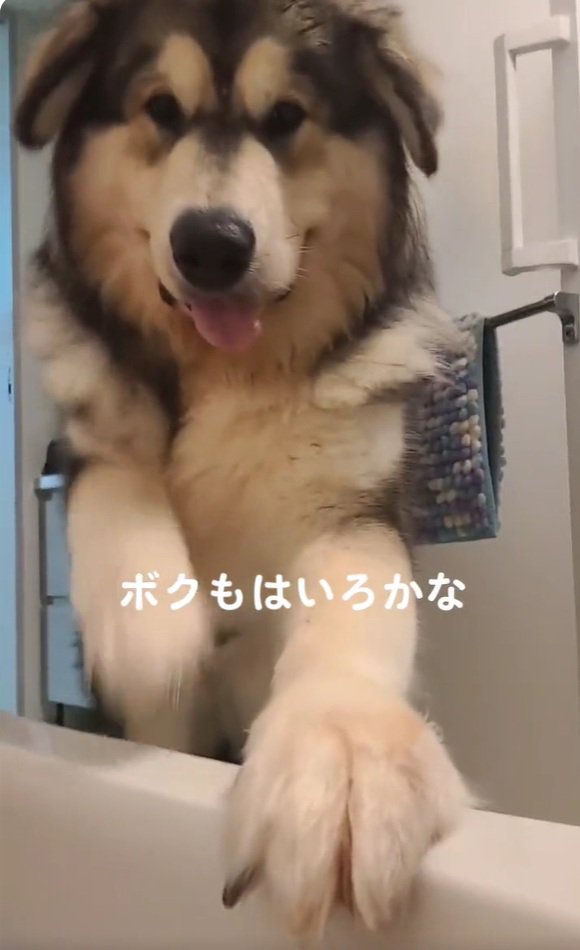 浴槽に入りたいぽてまる君