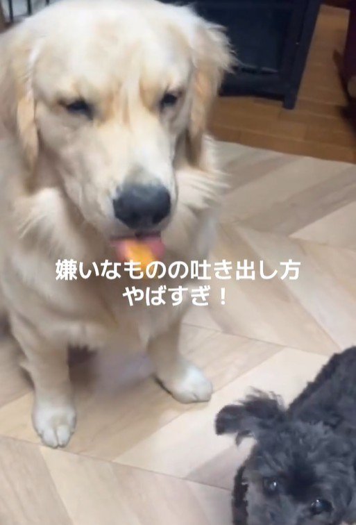 Ｑ太くんにみかんを投げたら6