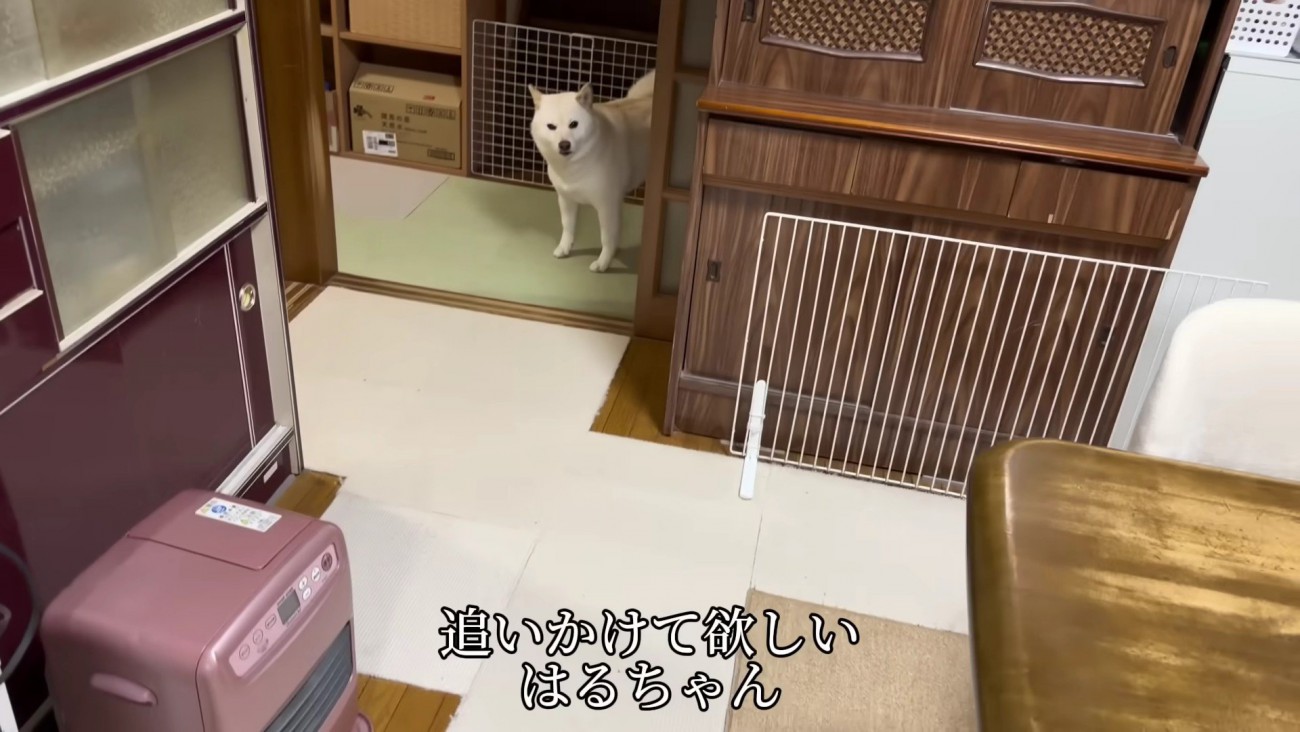 「追いかけて！」