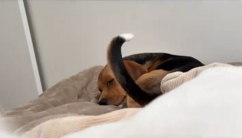 尻尾を振りながら寝る中型犬