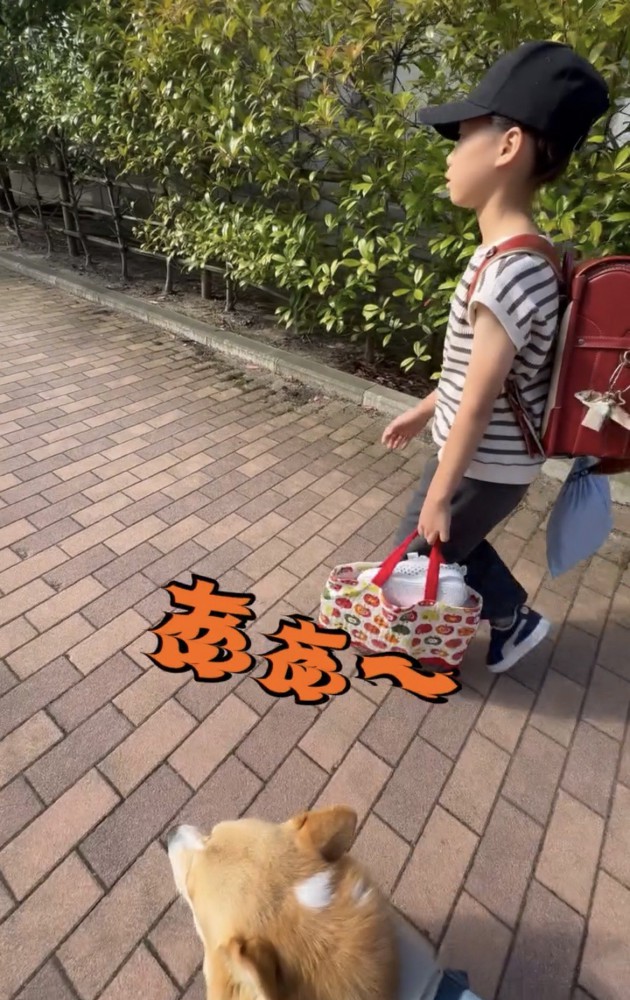 人の隣を歩く犬