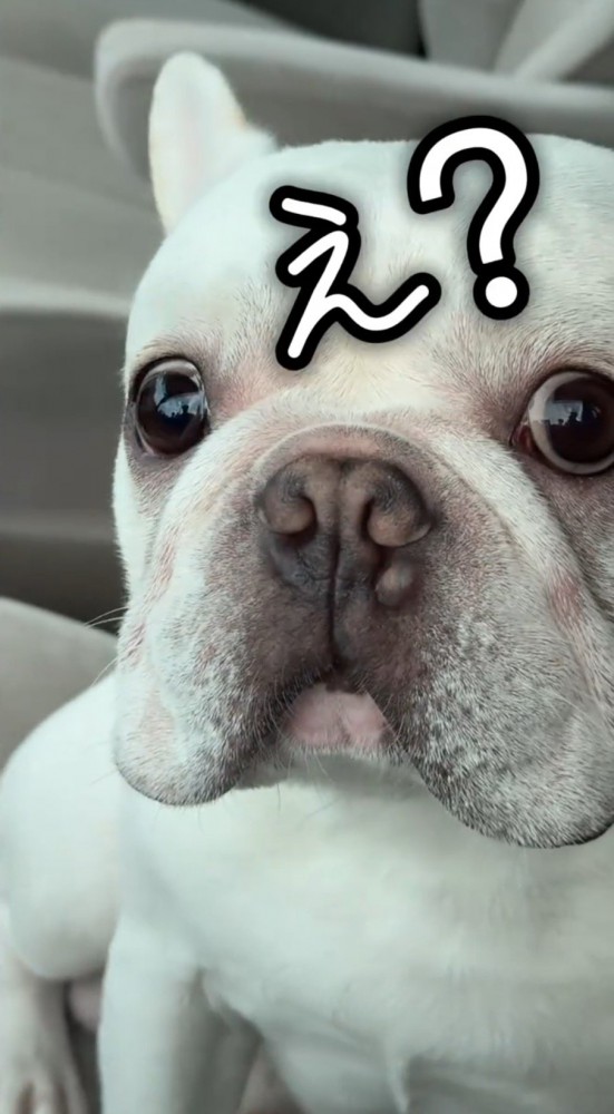 驚いた表情で飼い主を見つめる犬