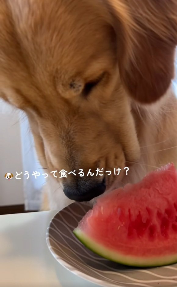 食べ方が分からない暖くん