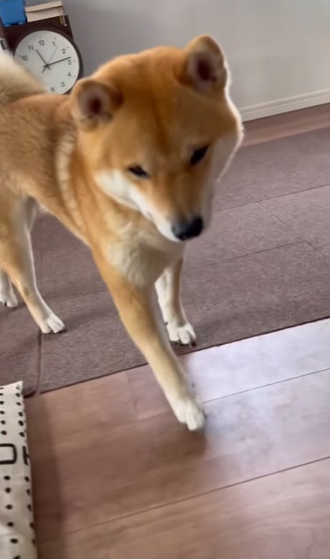 飼い主の元へやってきた柴犬
