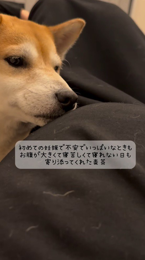 女性のお腹を見つめる茶色い犬