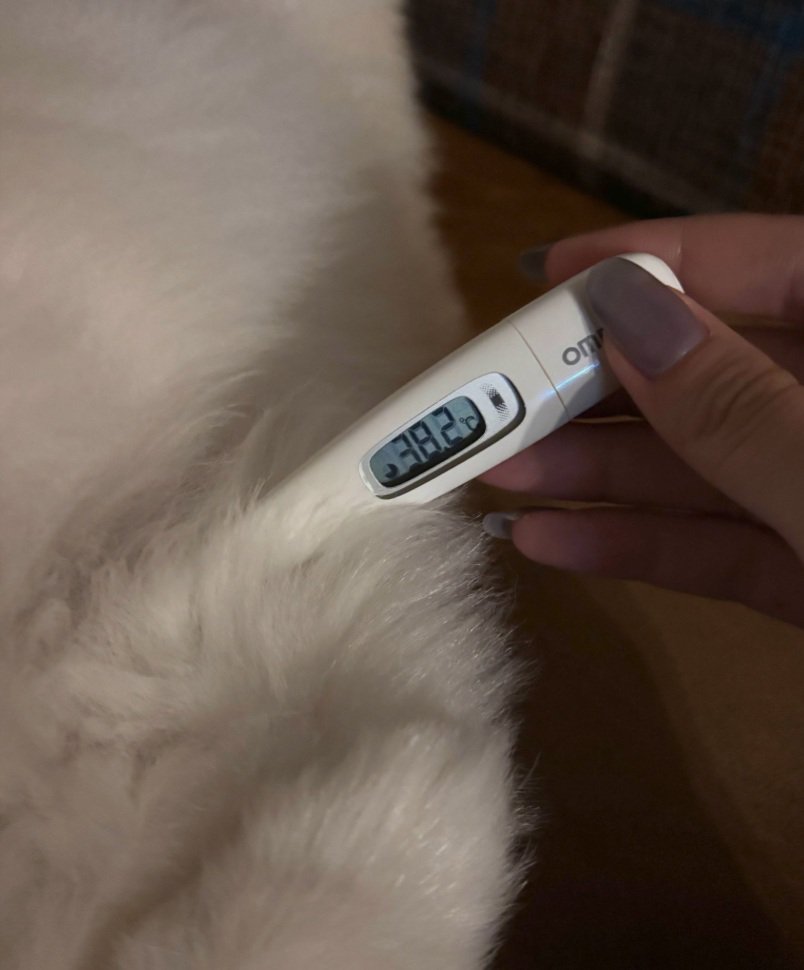 体温計を当てる飼い主さん