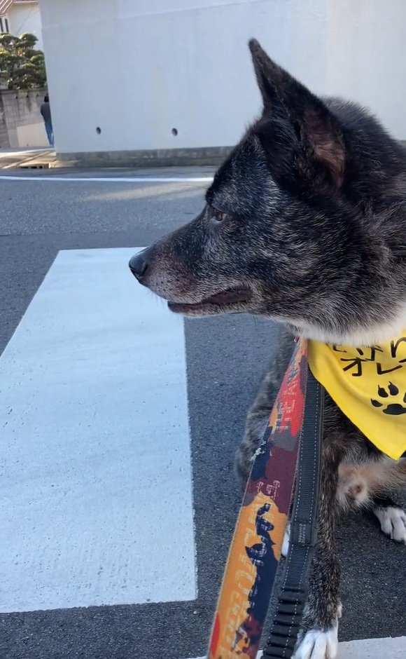 左右を確認するオレオくん