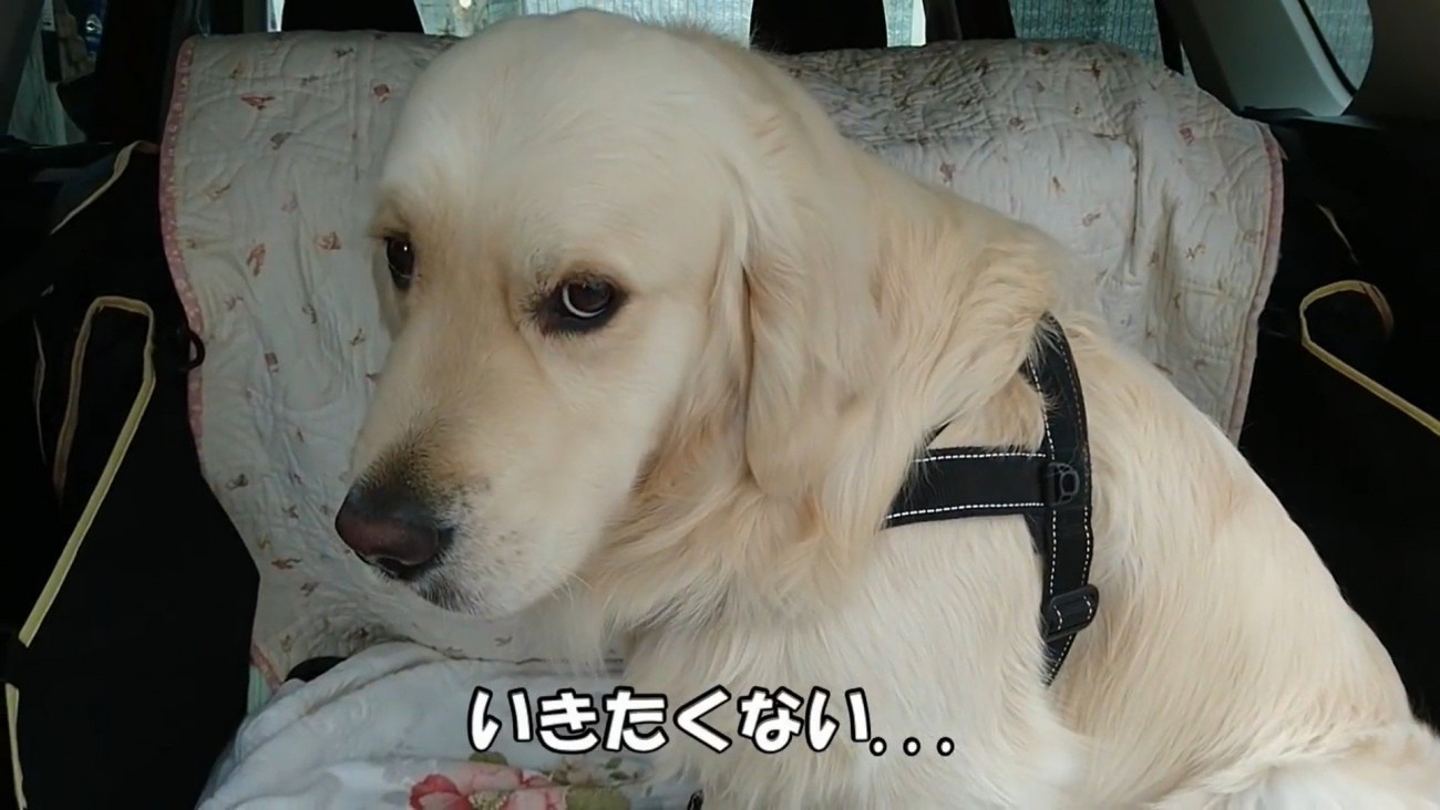 病院を嫌がるギンちゃん6