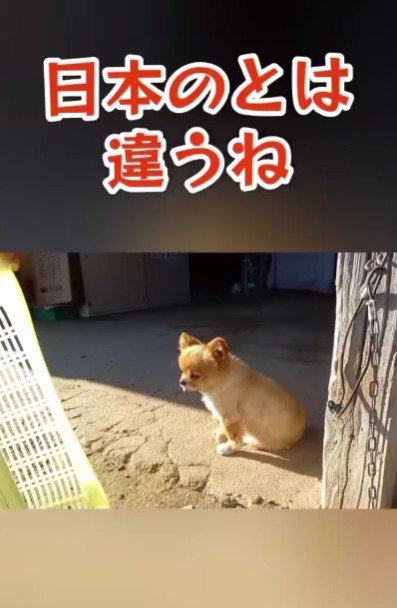 「日本のじゃないねえ」