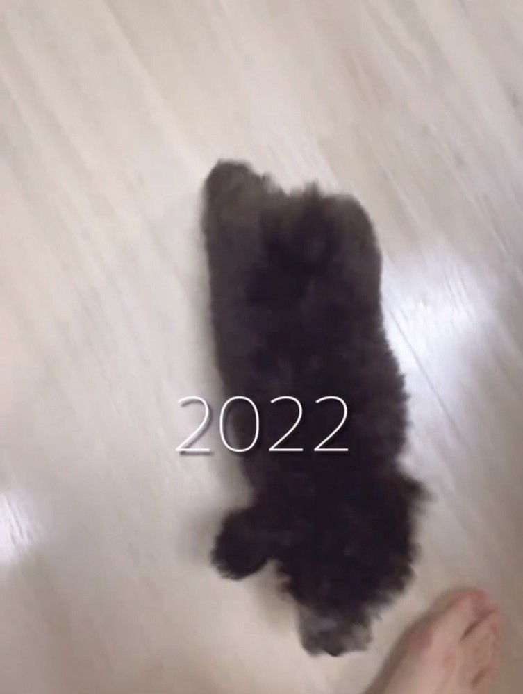 人の足元を歩いている小さな犬