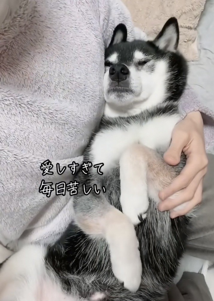 お腹を広げて寝る黒柴