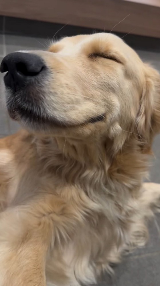 飼い主に撫でられて笑顔になる犬