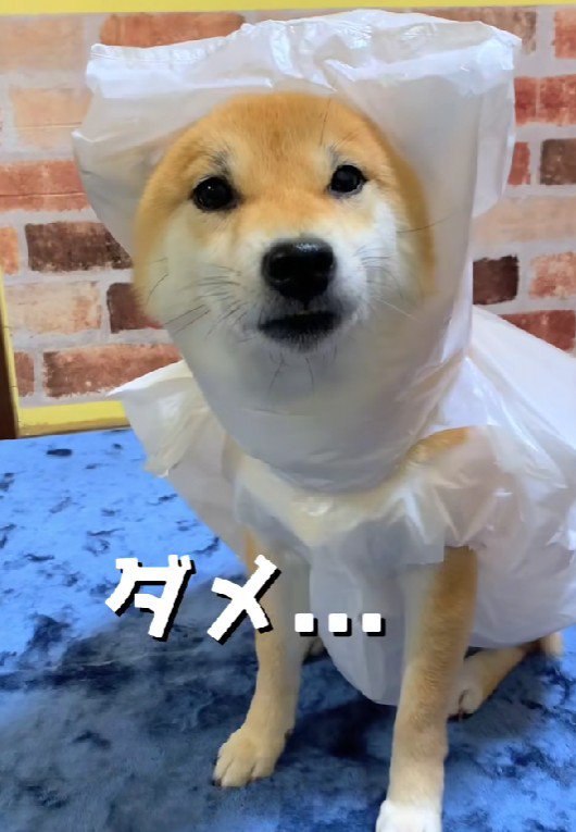 ちょっぴり不満そう？